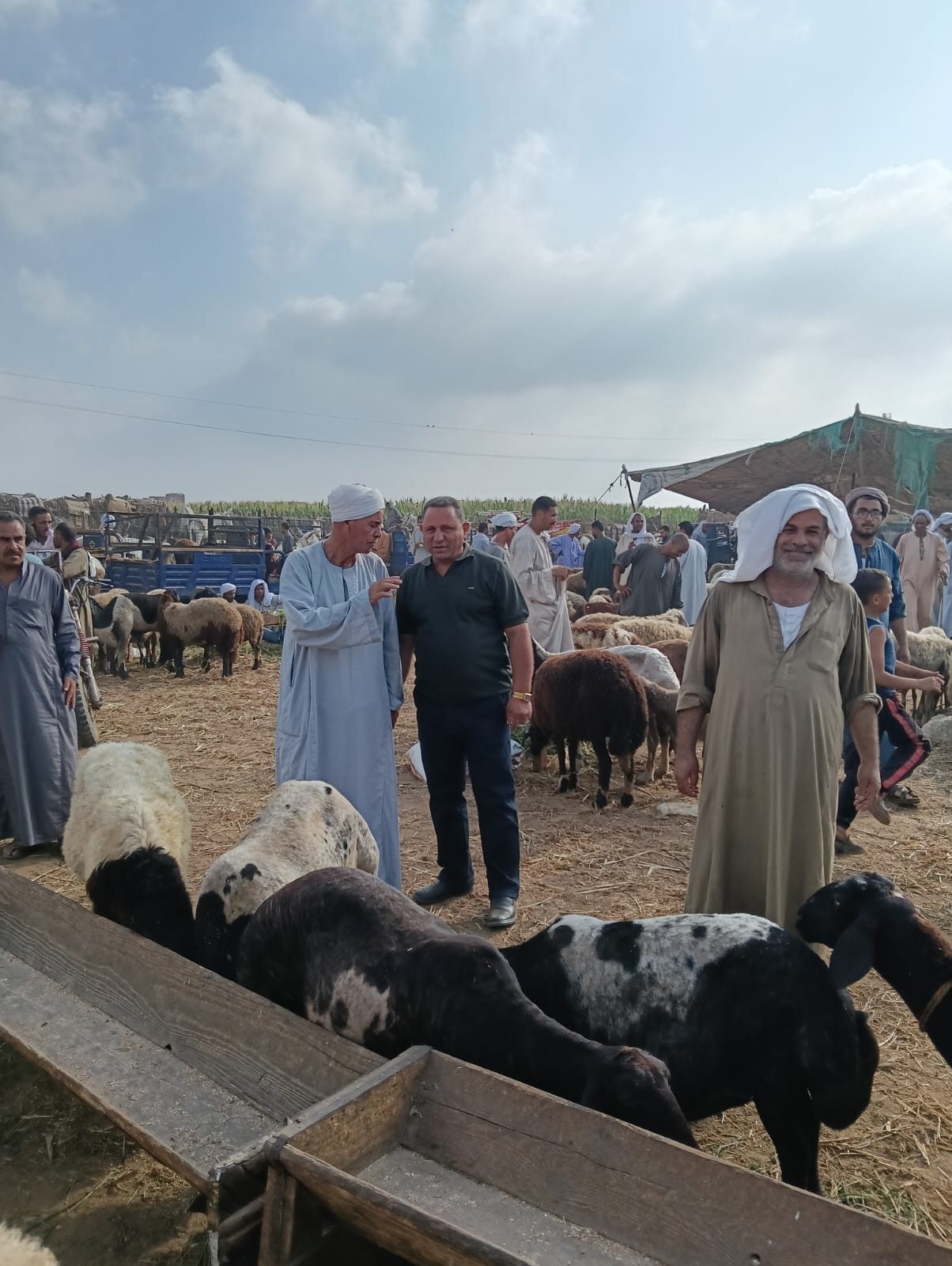 تحصين 213 ألف رأس ماشية.. محافظ الجيزة يتابع نتائج الحملة القومية الثانية للتحصين ضد الحمى القلاعية وحمى الوادي المتصدع