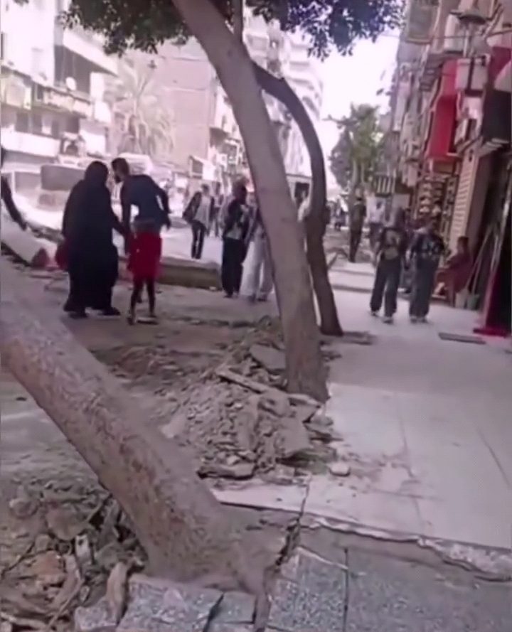 محافظة القاهرة عن قطع الأشجار بمصطفى حافظ بعين شمس: الشجرة سقطت بشكل طبيعى دون تدخل من أحد