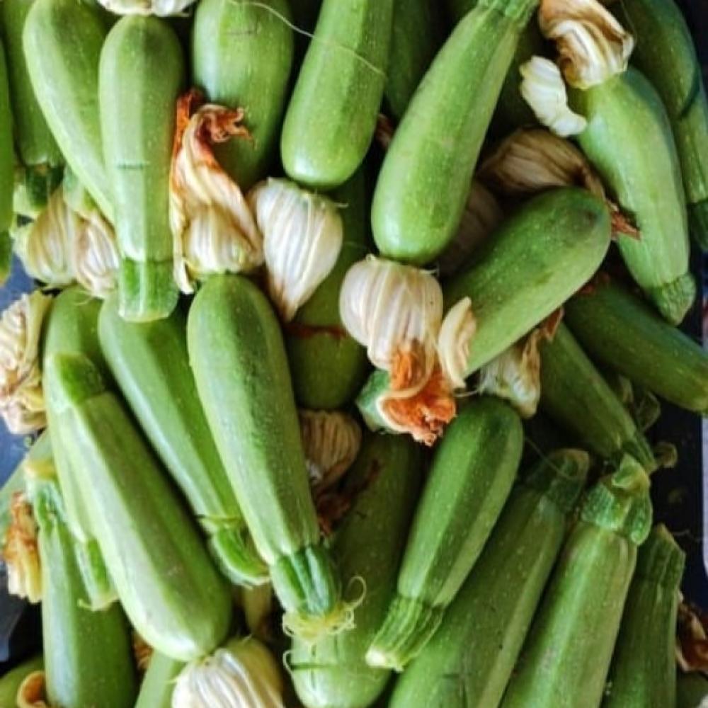 الكوسة