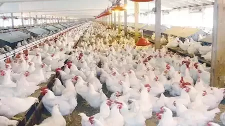 الدواجن