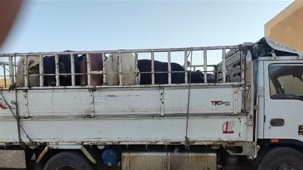 إنتظام سير العمل بالمجازر الحكومية