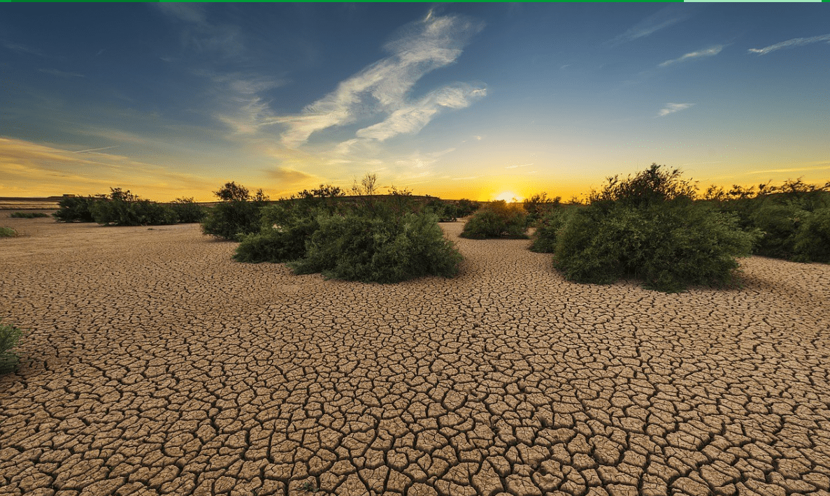 مكافحة التصحر ودعم الأمن الغذائي