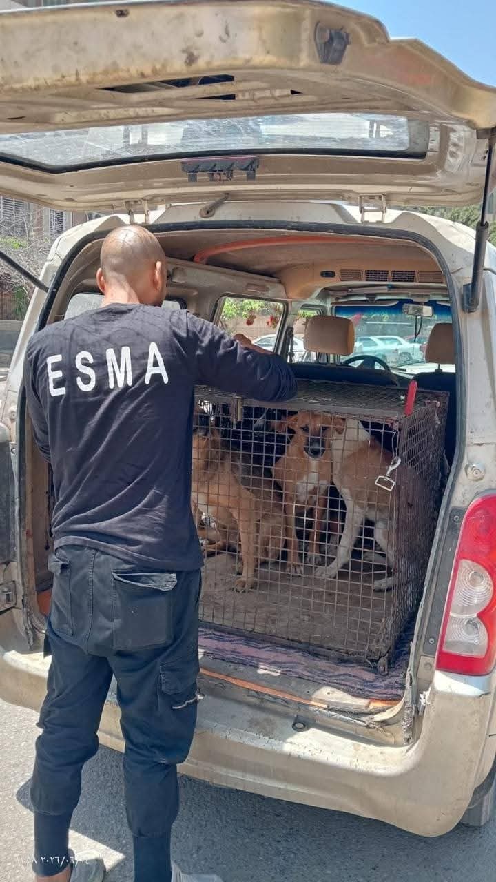 إنشاء مراكز إيواء وتوسيع برامج التعقيم والتطعيم لمواجهة الكلاب الضالة بالمدن الجديدة