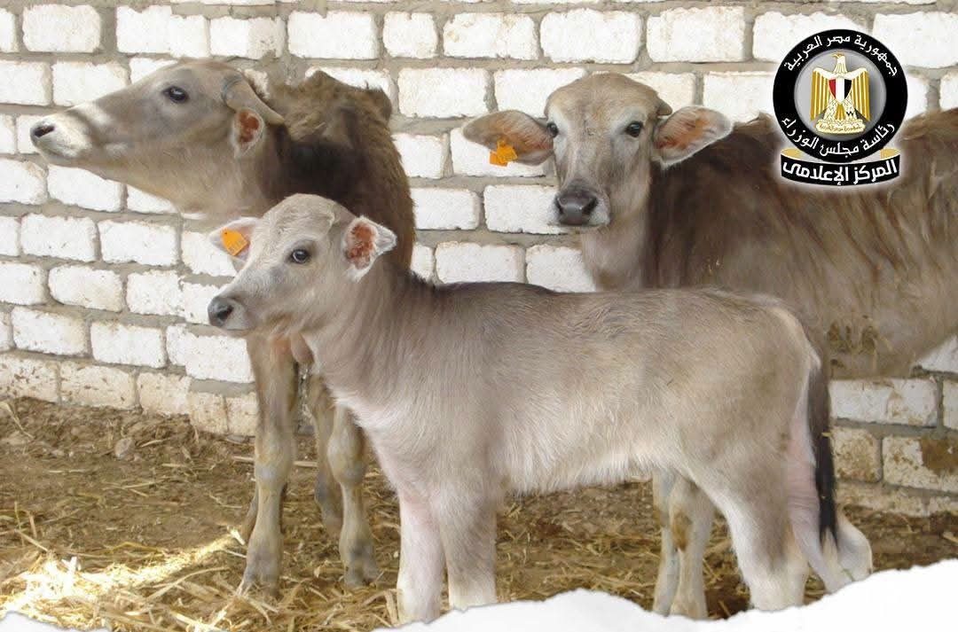 تمويلات جديدة لتعزيز الأمن الغذائي وزيادة المعروض من اللحوم والألبان